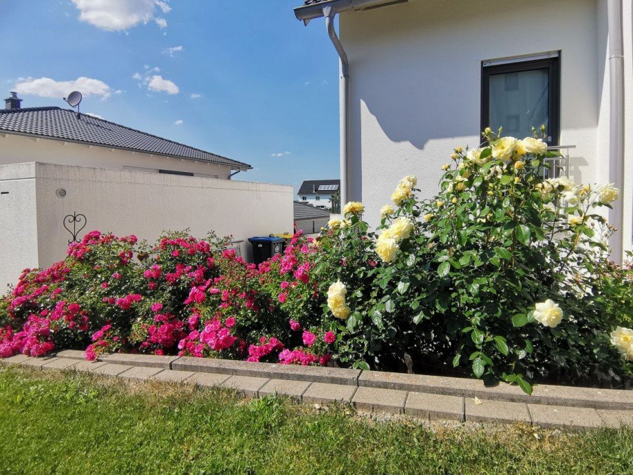 Blumenbild Einfamilienhaus Boos